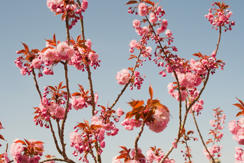 Bloom effect